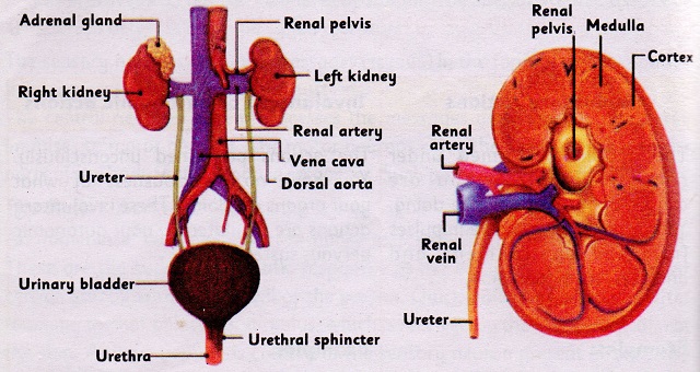 Structure And Function Of Kidney - Writers Club Pakistan